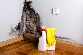 Best Basement Mold Removal  in Redland, TX